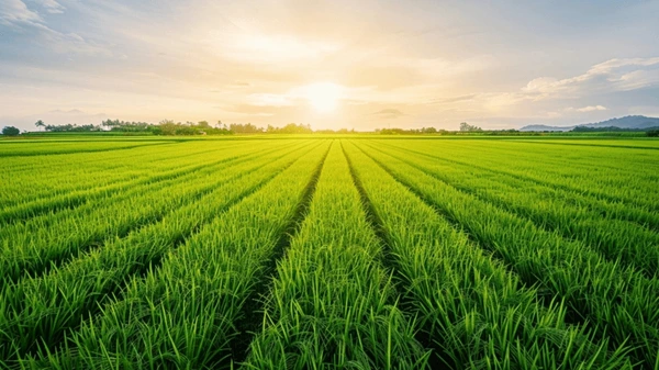 IAAS Bagladesh RU gallery image