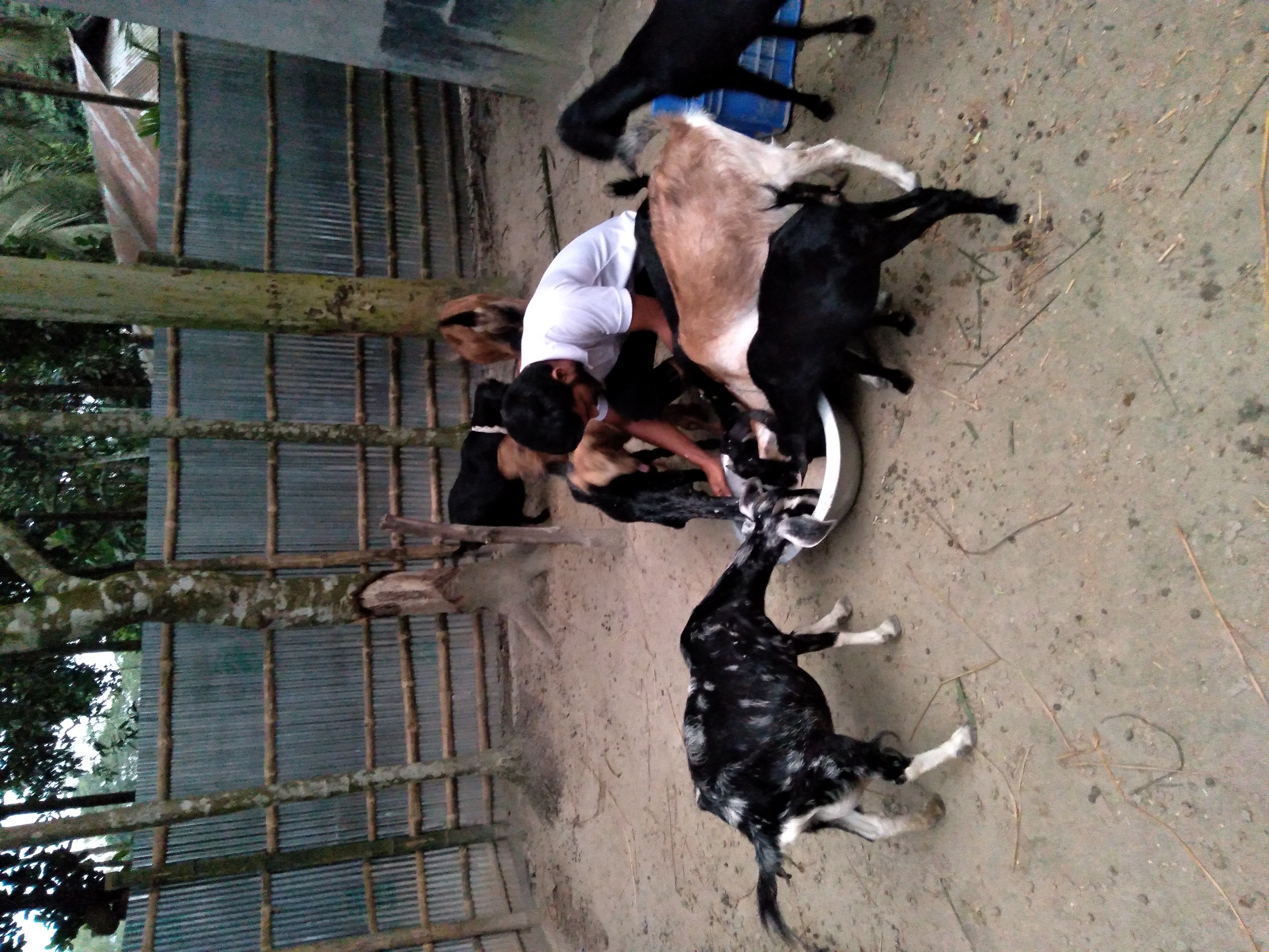 Rangpur Agro Limited